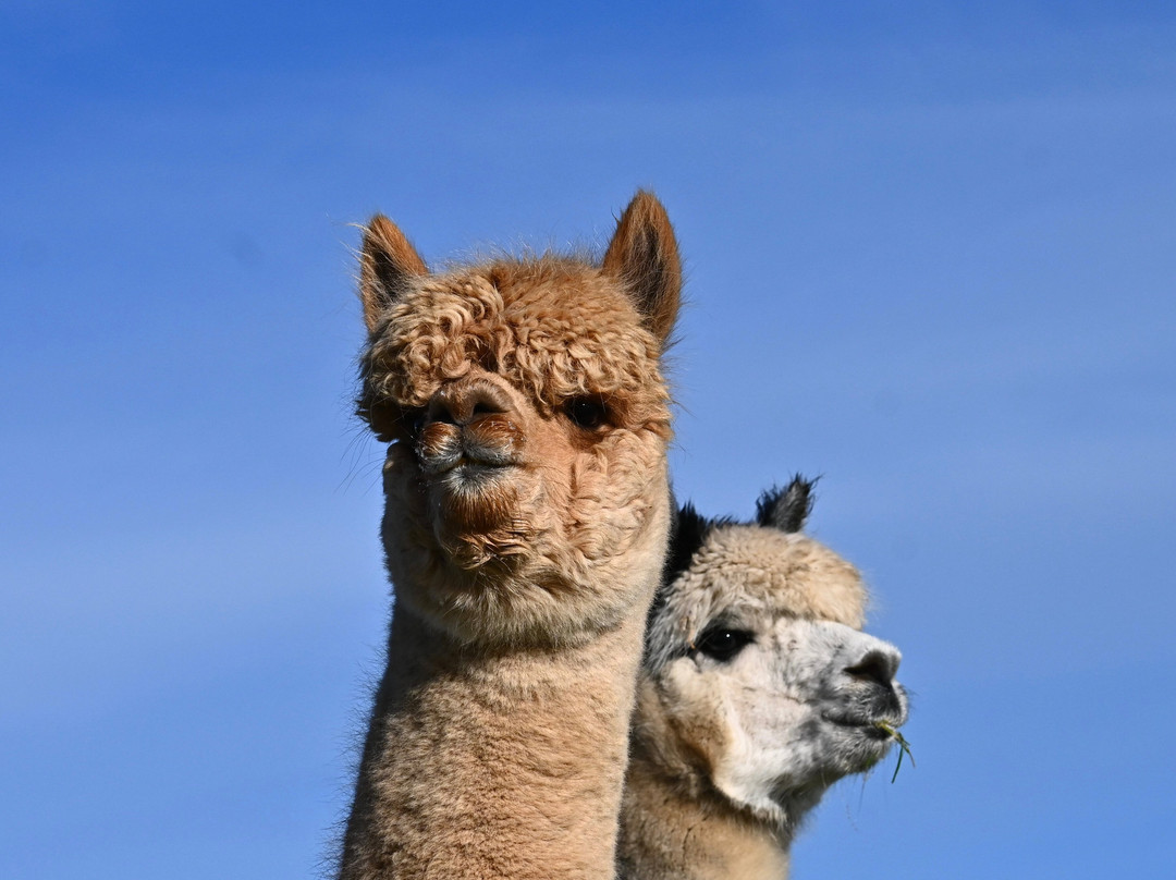 Alpaca World Friesland-Workum必去景点