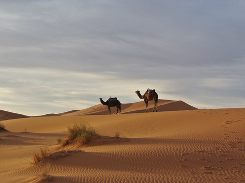 Excursions In Morocco-扎古拉必去景点