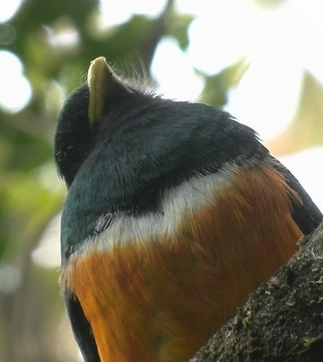 Monteverde Wildlife  Tour-圣埃伦娜必去景点