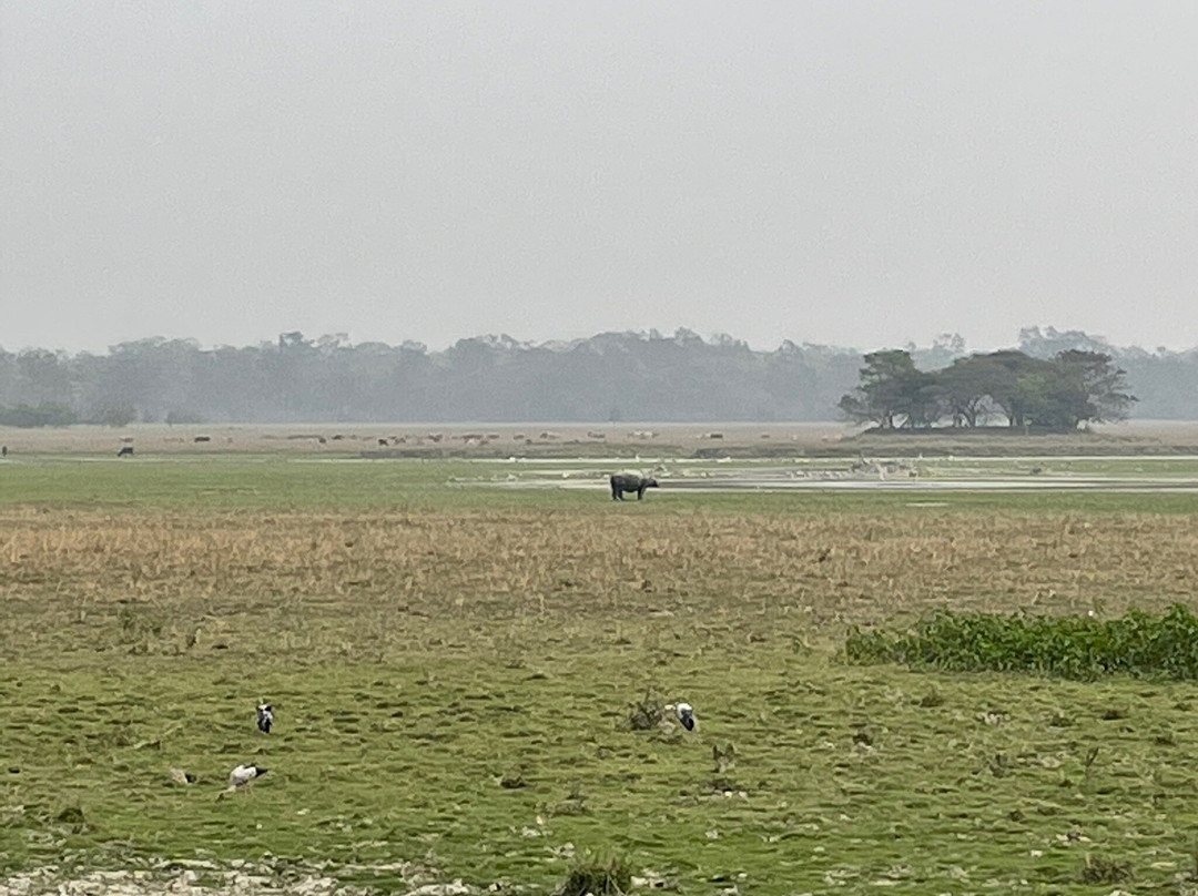 Pobitora Wildlife Sanctuary景点图片