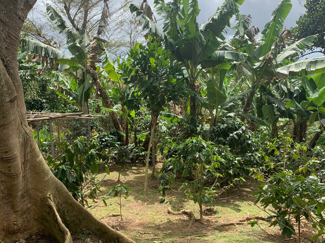 Hacienda De Café Pomarrosa-庞塞必去景点