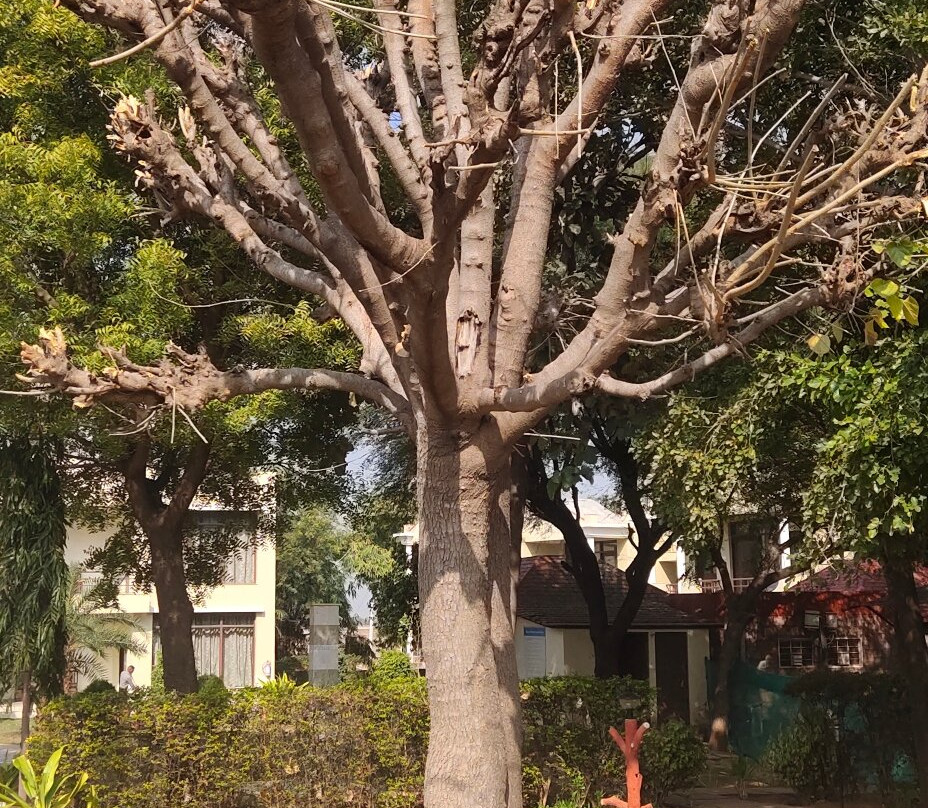 Sariska Tiger Heaven主图