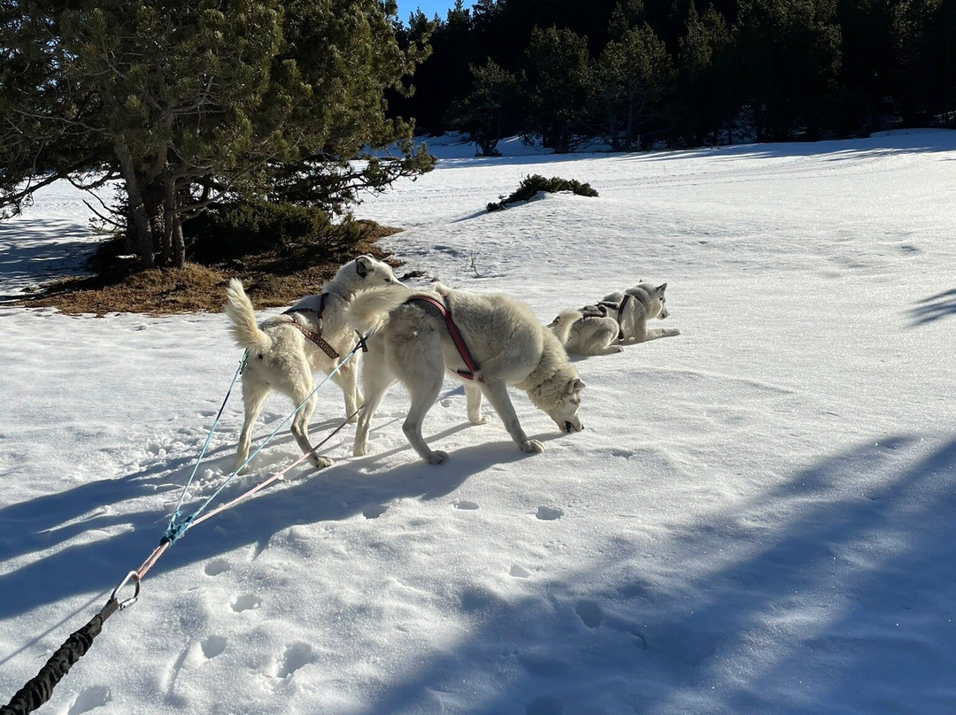 Alaskan Team景点图片