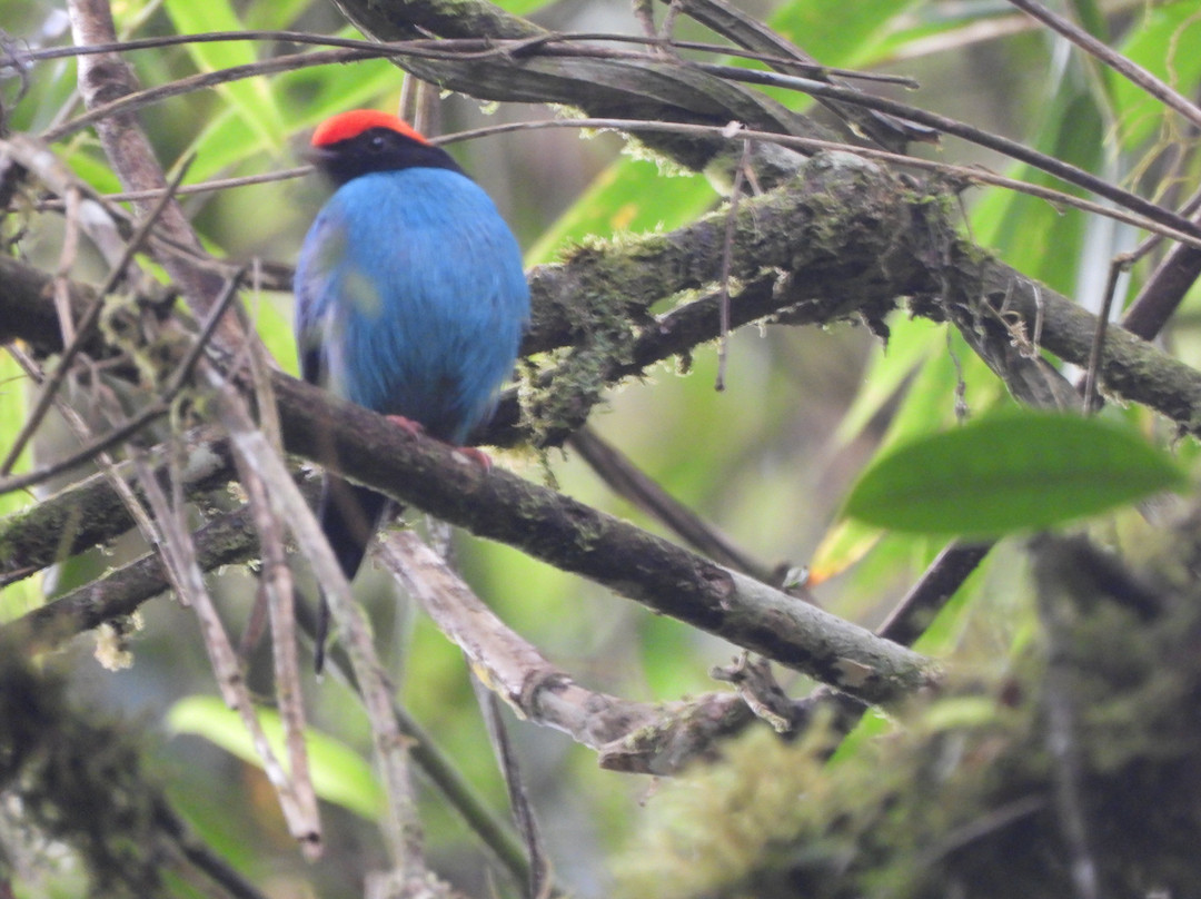 Trilha dos Tucanos-Tapirai必去景点