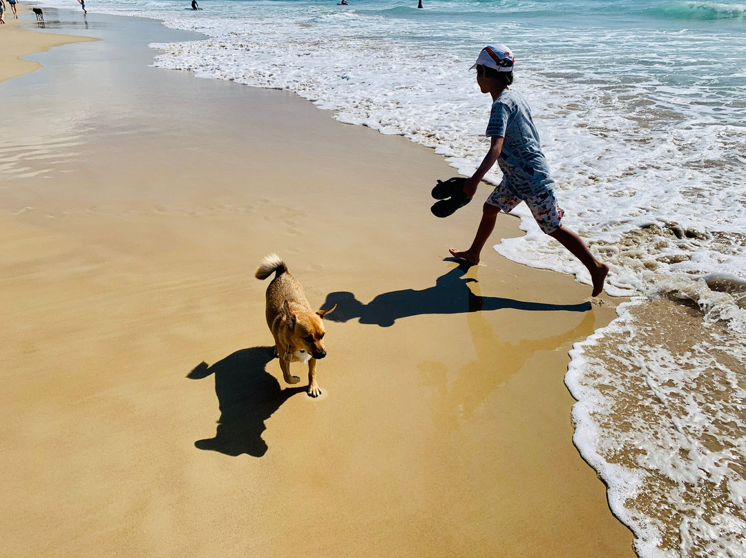 Dicky Beach景点图片