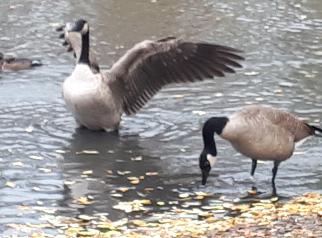 St Vital Park-温尼伯必去景点