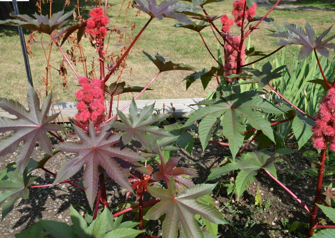 Jardin Medieval de Cardaillac景点图片