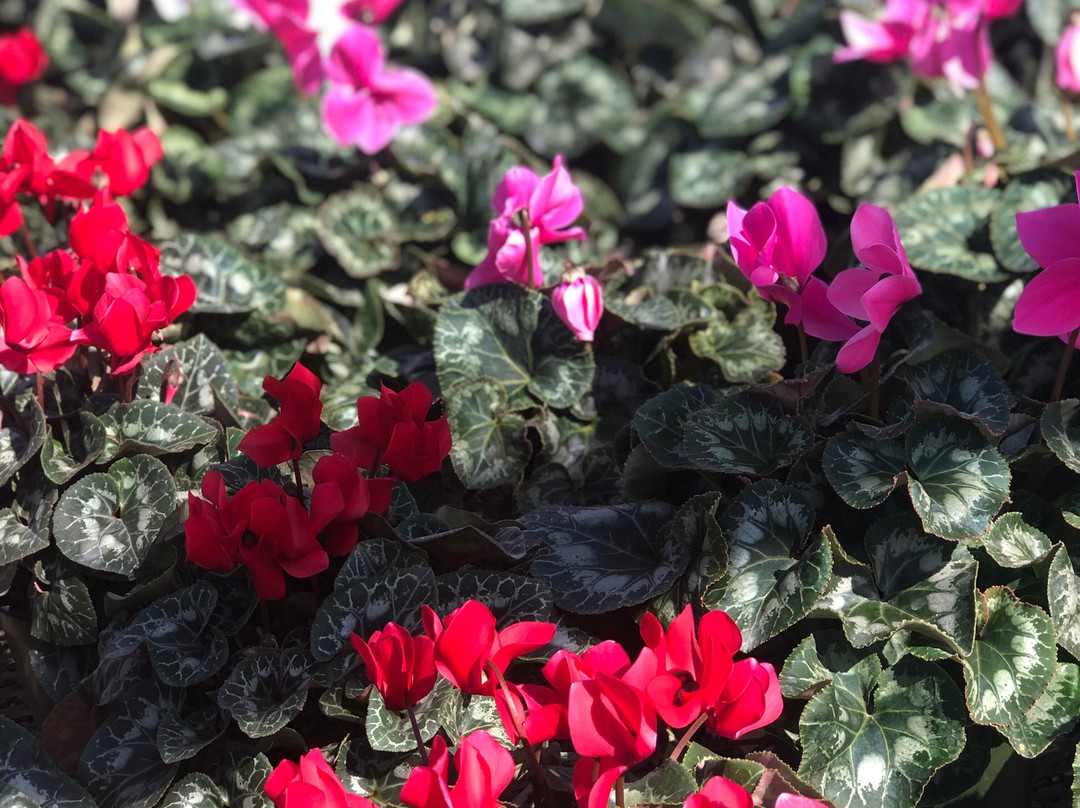 Weidner's Gardens-恩西尼塔斯必去景点