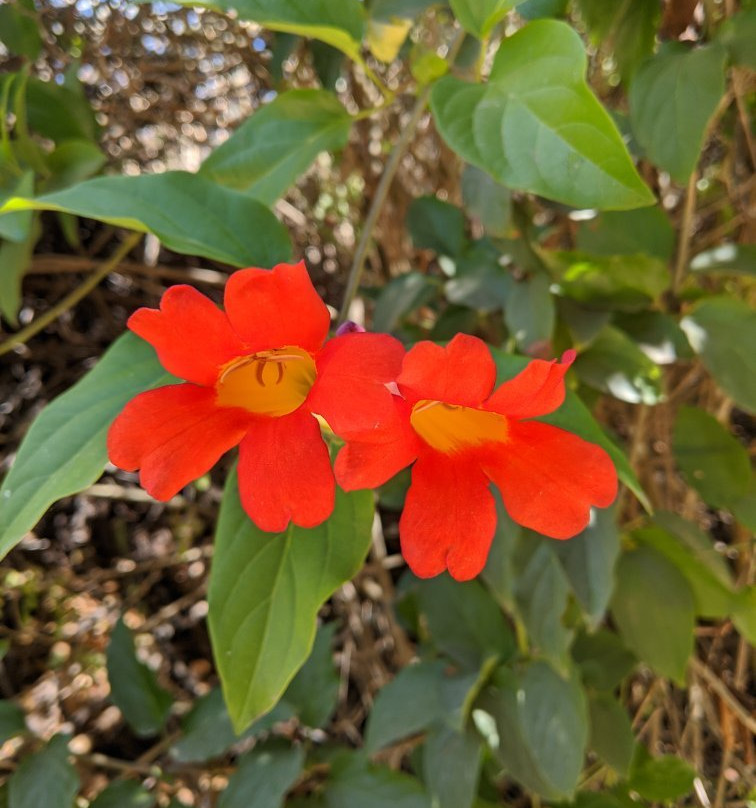 Goleta Butterfly Grove-戈利塔必去景点