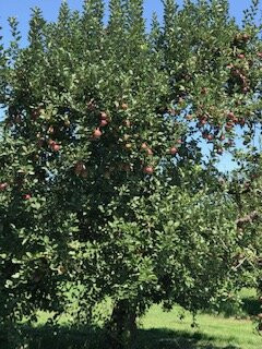 Carver Orchards & Farm Market景点图片