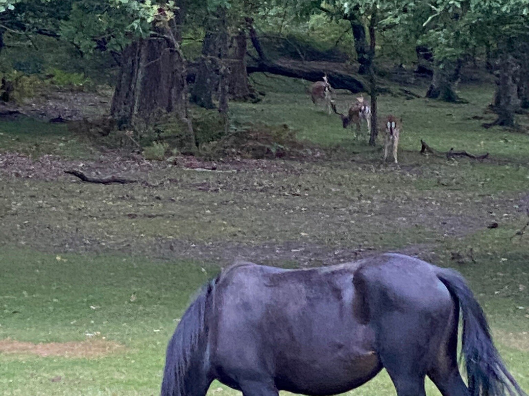 New Forest National Park景点图片