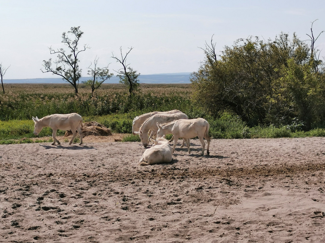 Nationalpark Neusiedler See – Seewinkel-Illmitz必去景点