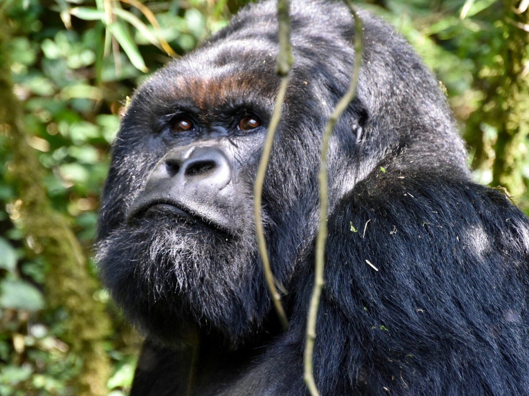EcoTours Rwanda-吉佳利必去景点