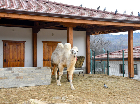 Winery Chukara-Tryavna必去景点