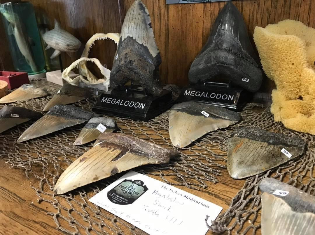 The Sydney Odditorium-悉尼必去景点