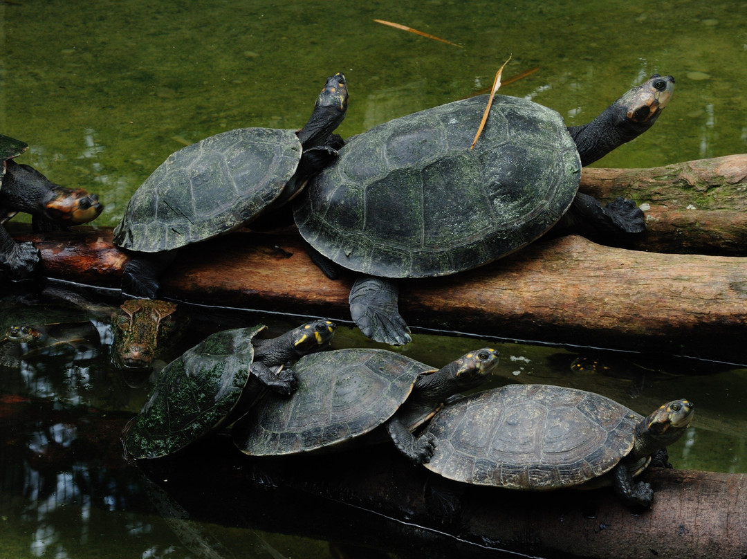 VIPAC Travel-伊基托斯必去景点