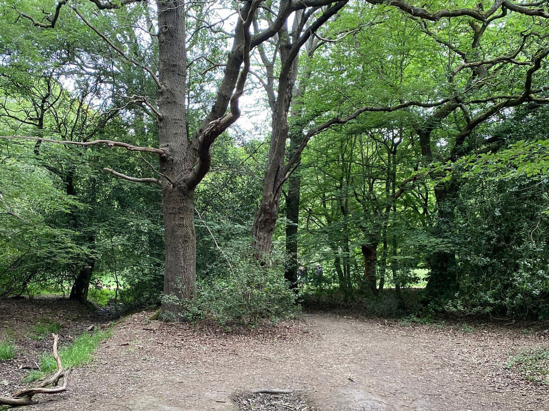 Epping Forest景点图片