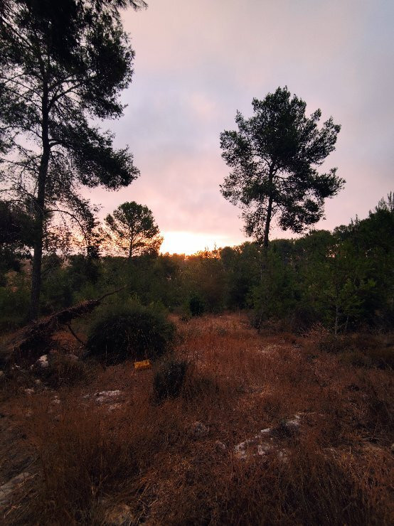 HaMal'akhim Shkharya Forest景点图片