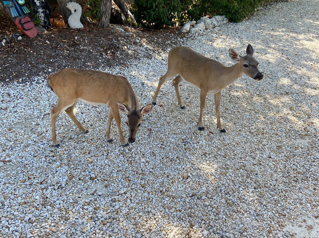 Deer Run on The Atlantic主图