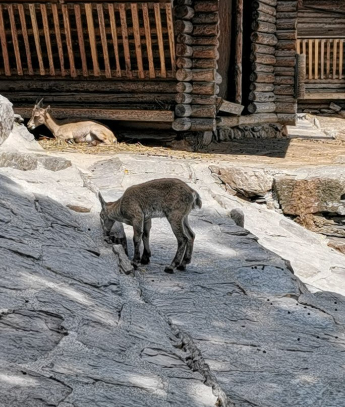Alpine Wildlife Park Interlaken-因特拉肯必去景点