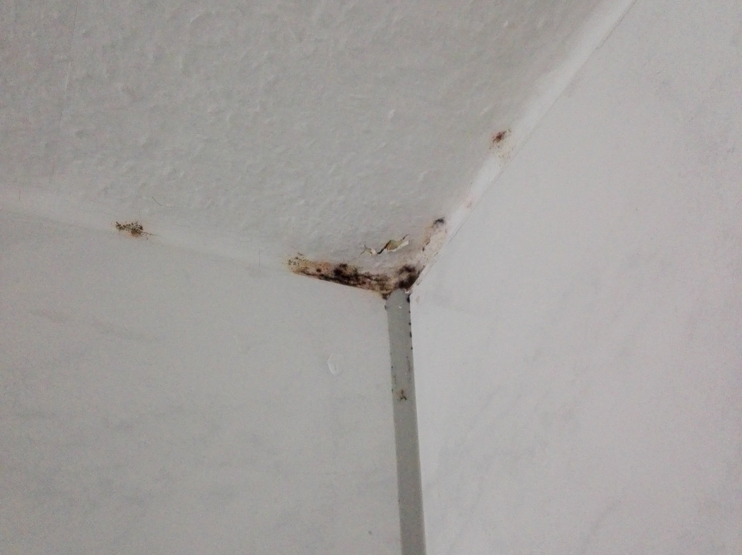 Hotel Schweizer Haus主图