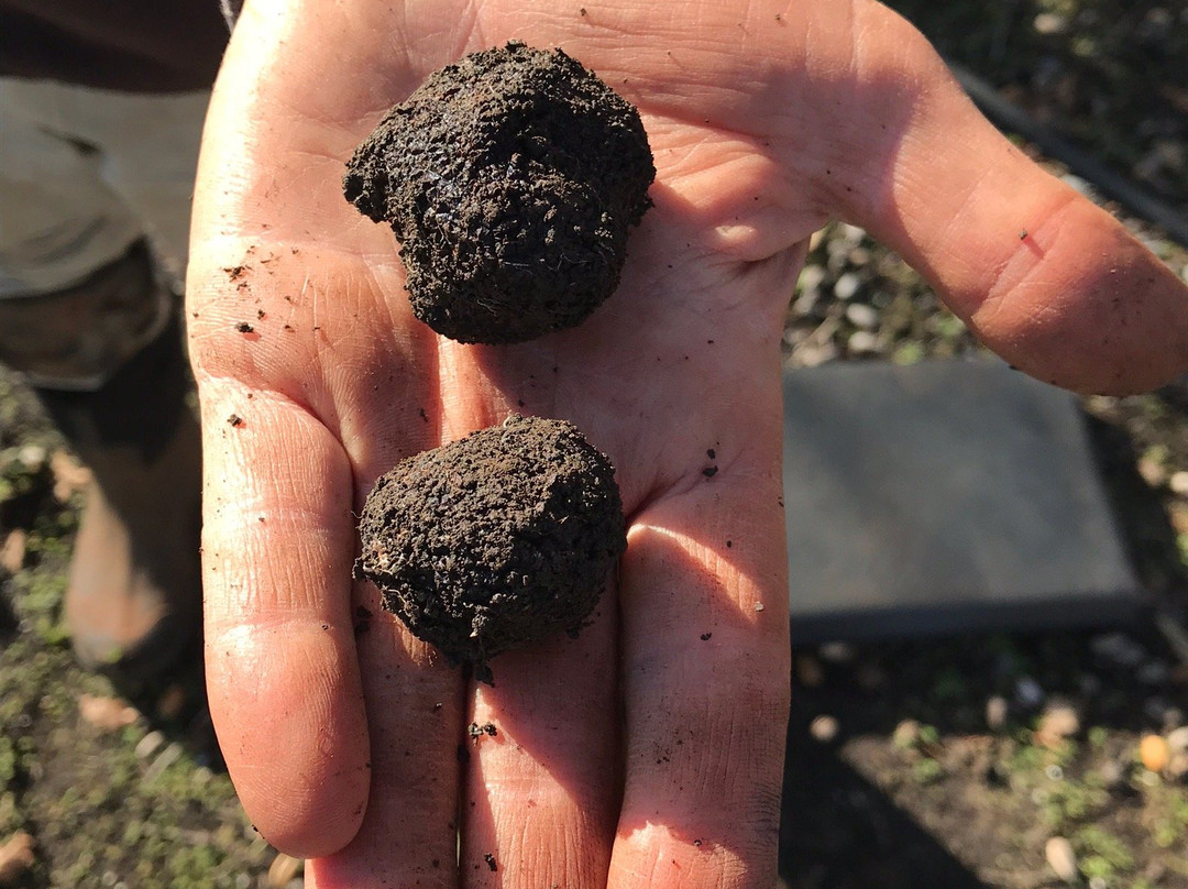 Truffles of Tasmania-德洛兰恩必去景点