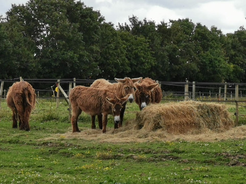 Parc Du Coq à l'Âne-Saint-Georges-de-Rex必去景点