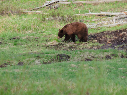 Roam Yellowstone Guiding-西黄石镇必去景点