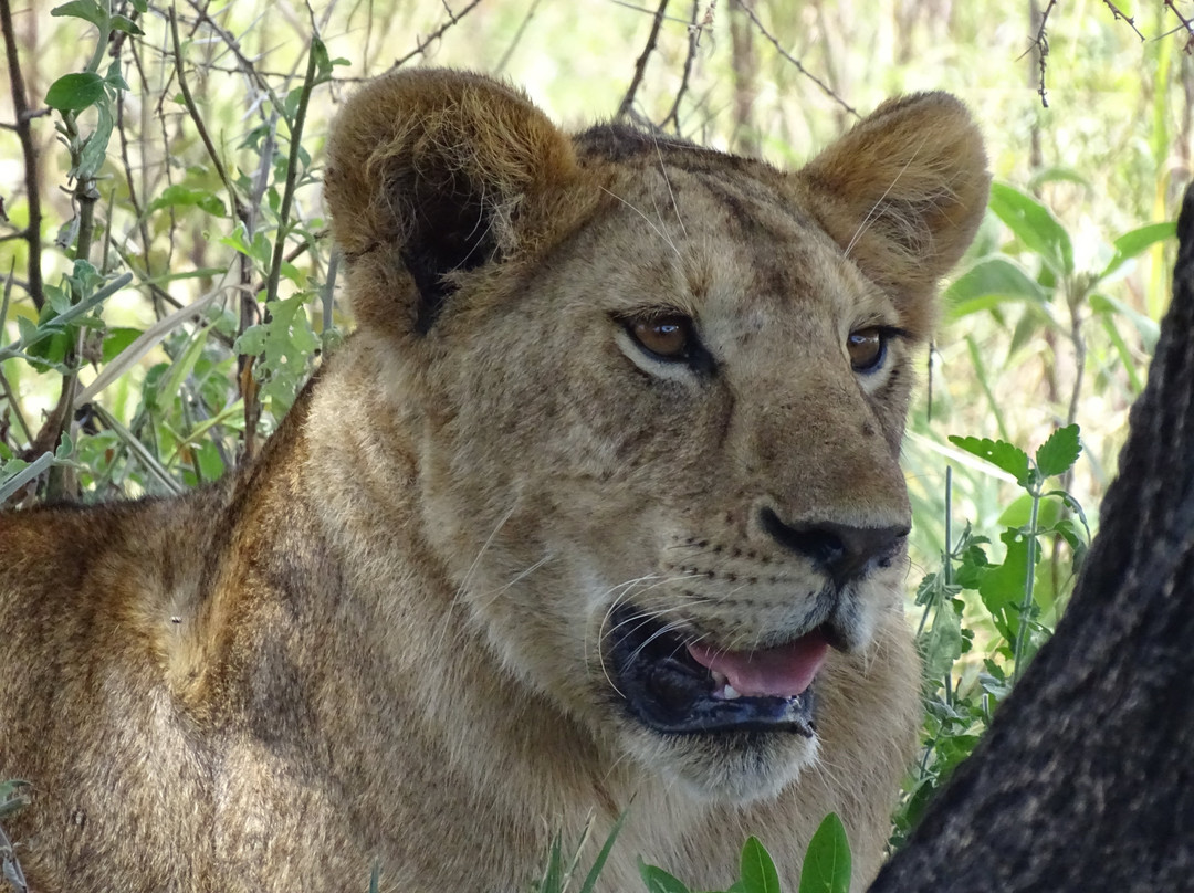 Safarika Africa Ltd-阿鲁沙必去景点