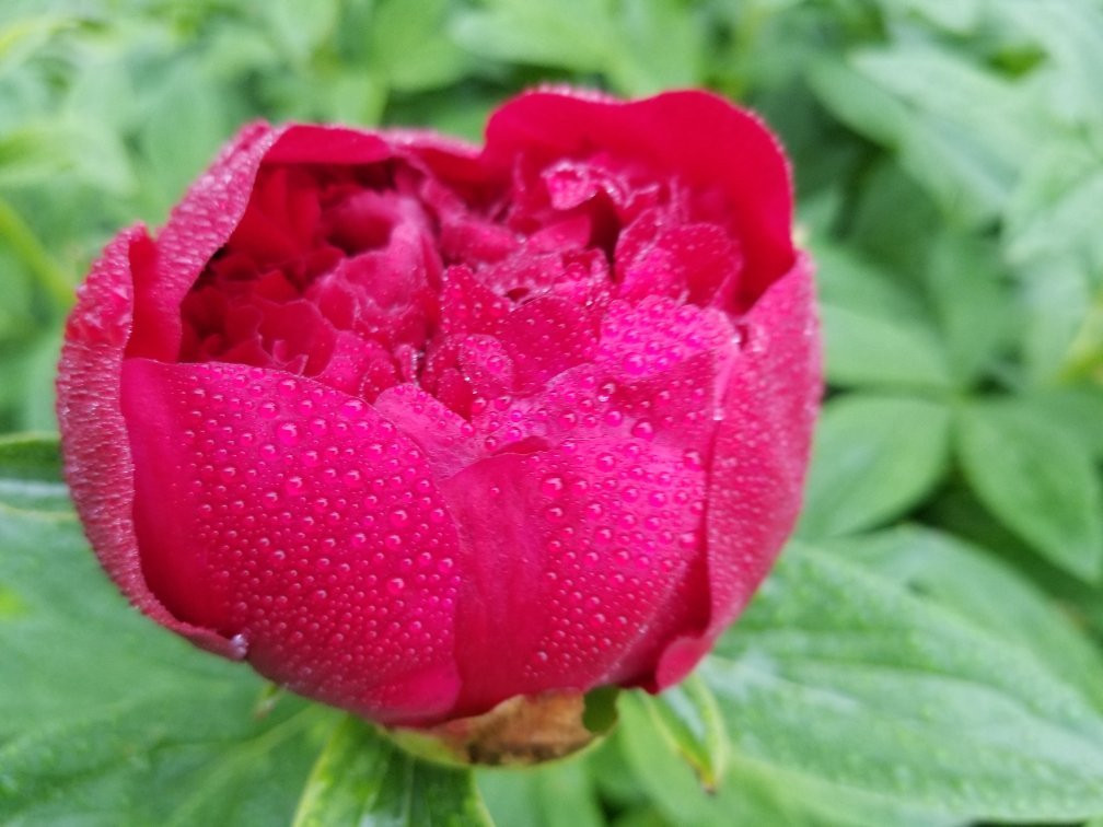 Smith Gardens-代顿必去景点