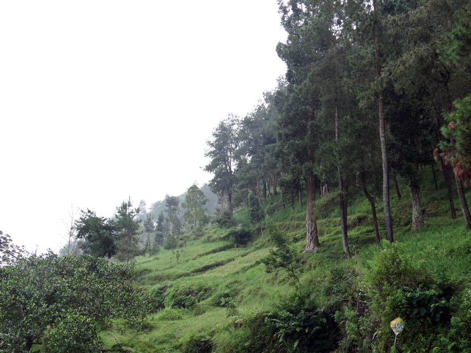 Kemuning Tea Plantation景点图片