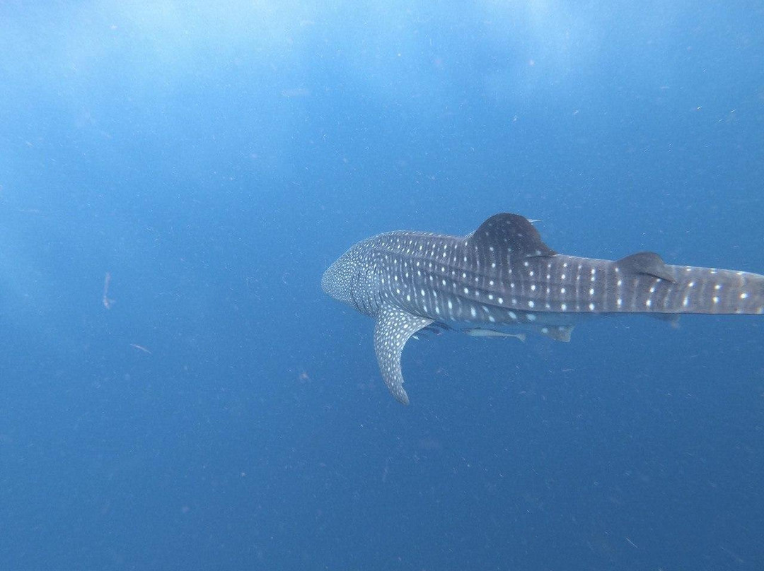 Cenderawasih Bay National Park-Nabire必去景点