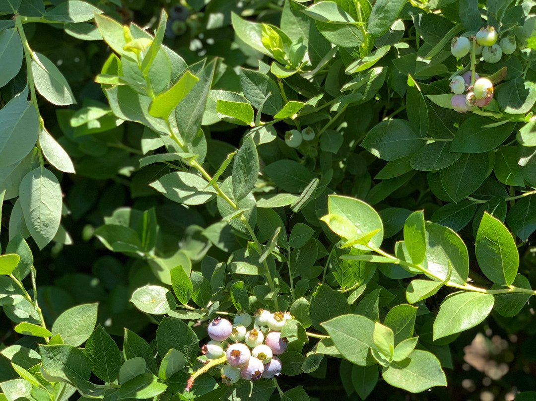 Temecula Berry Company-特曼库拉必去景点