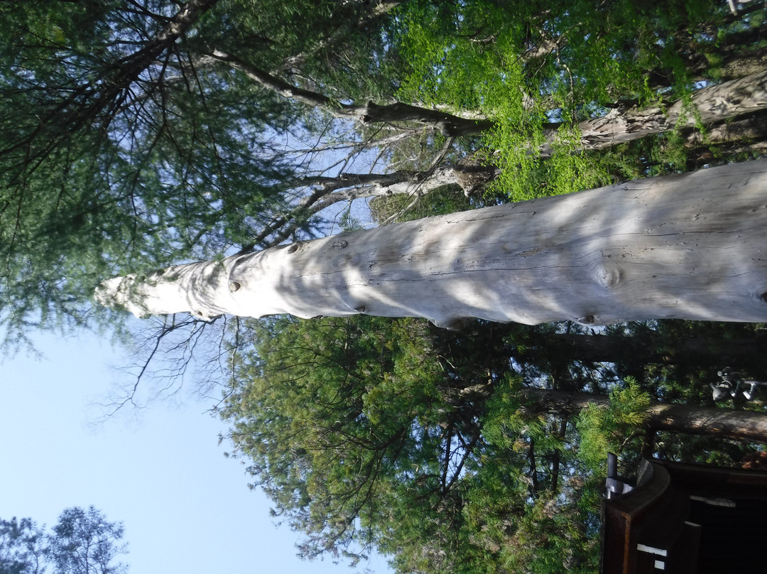 Suwa Taisha Shimosha Akimiya景点图片