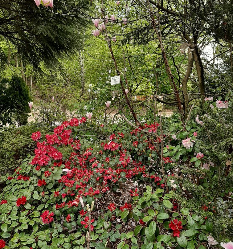 Golubieński Botanical Garden景点图片