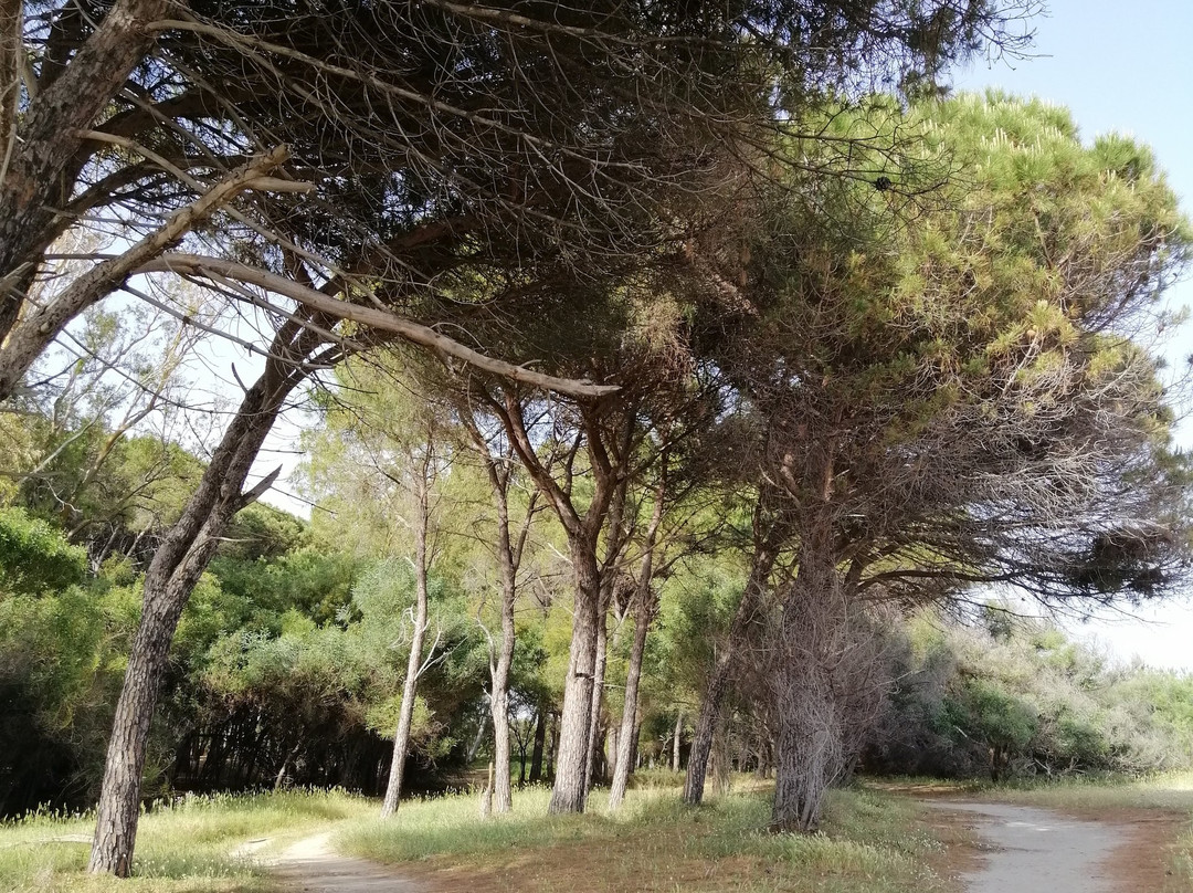 Area Naturalistica delle Dune di Giovino-Catanzaro Lido必去景点