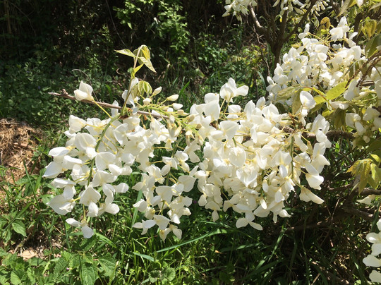 Mt. Kannokura-东秩父村必去景点