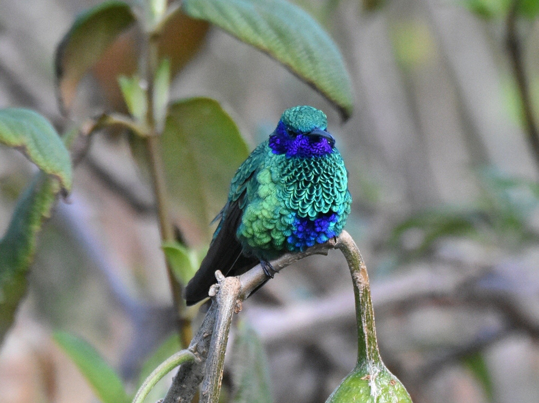 Tambo Condor-Pintag必去景点