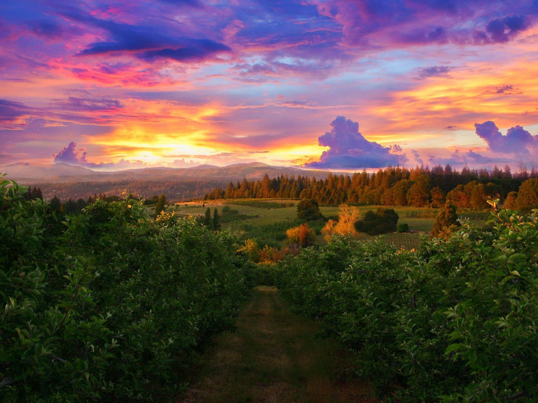 Boa Vista Orchards景点图片