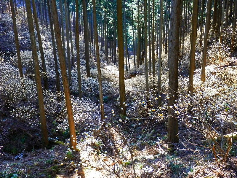 Yakimoriyama-茂木町必去景点