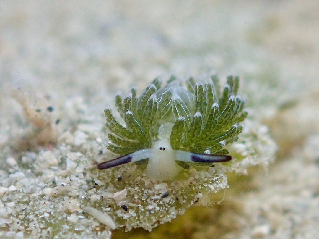 Amigo Dive Center-刁曼岛必去景点