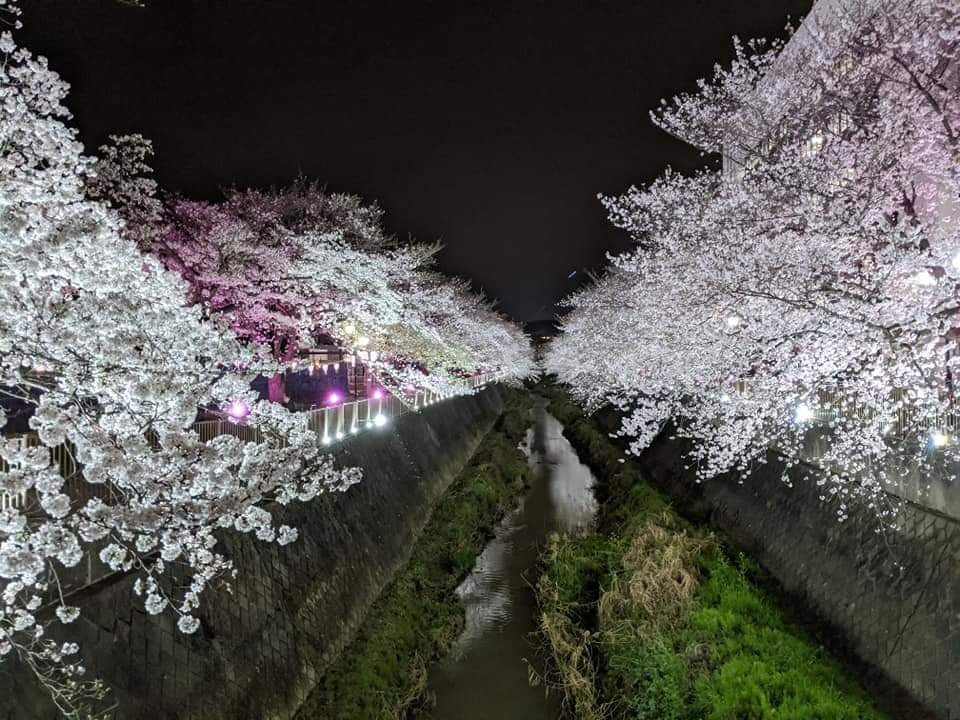 Misawa River Cherry Blossoms-稻城市必去景点