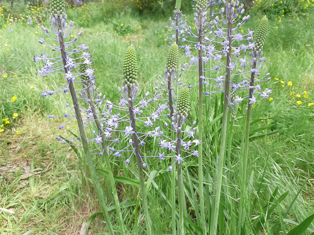 Ilanot Forest-Kadima必去景点