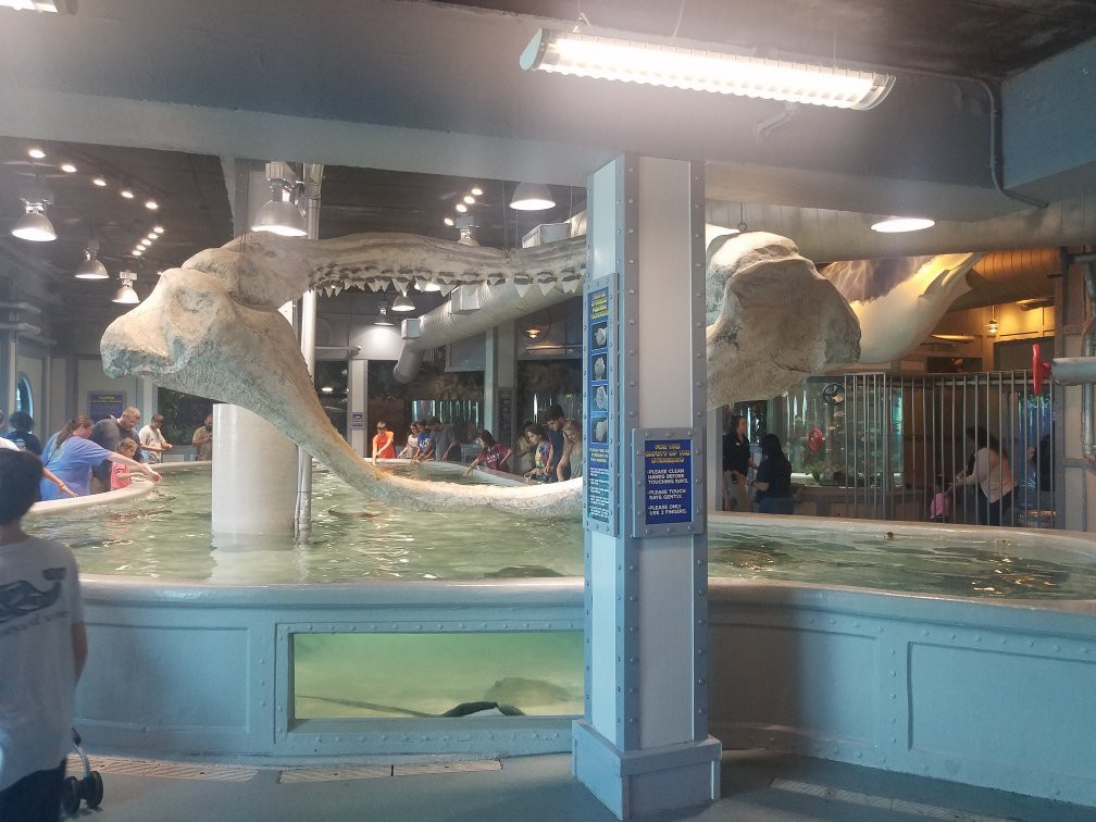 Stingray Reef 215 Kipp Ave-克马必去景点