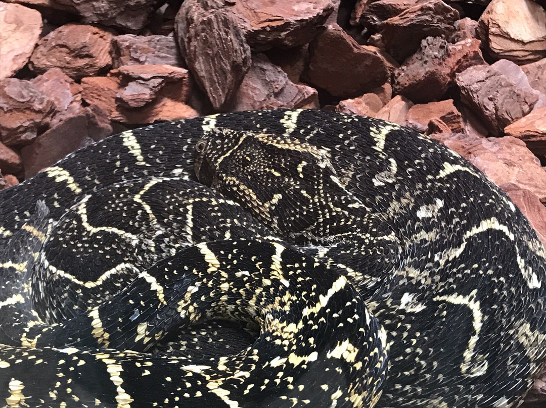 Pure Venom Reptile Park-Shelly Beach必去景点