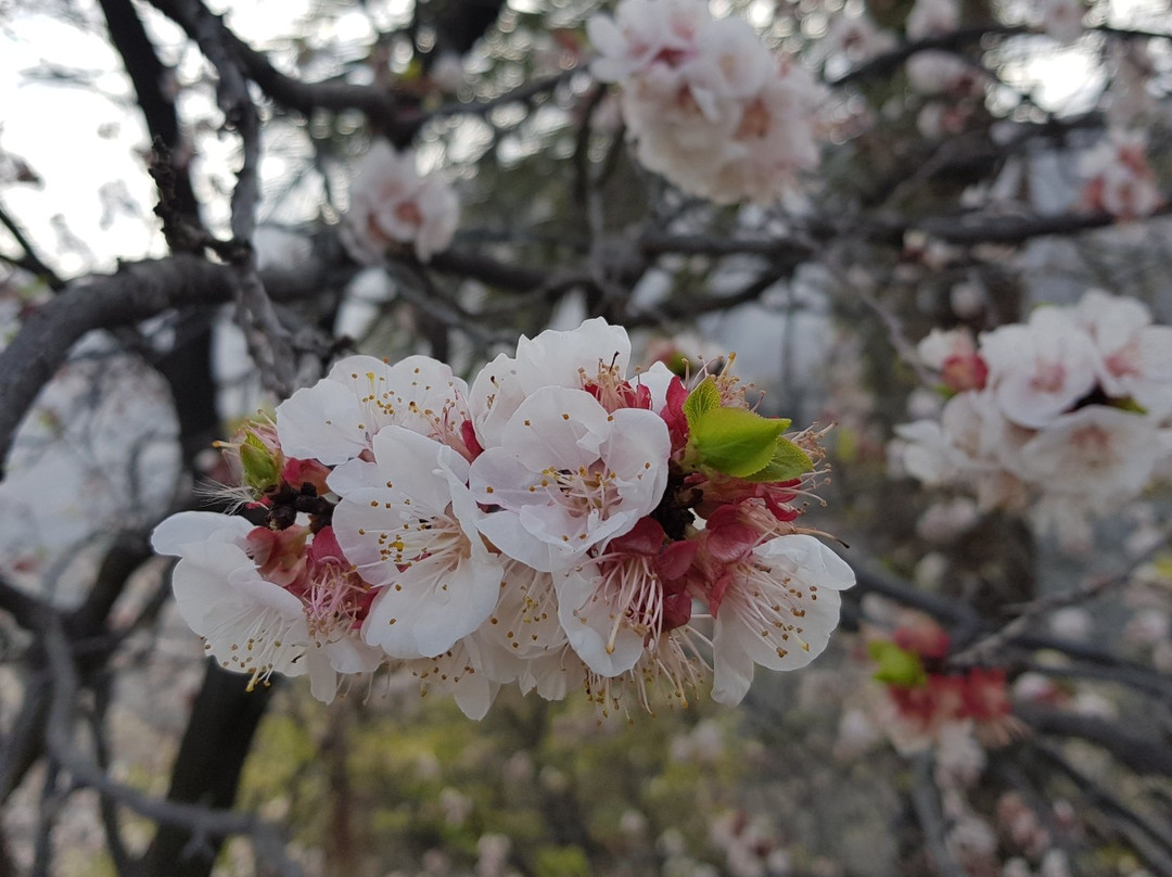 Wakan Village-Sohar必去景点