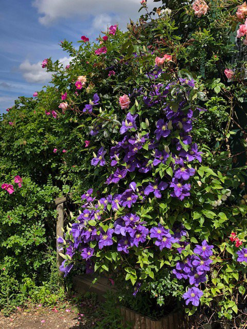 Peter Beales Roses景点图片