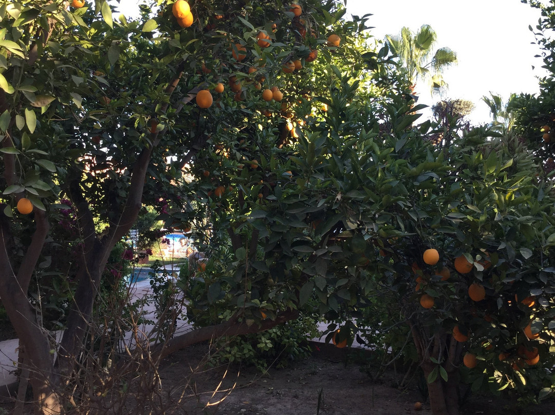 Hotel Dar Zitoune主图