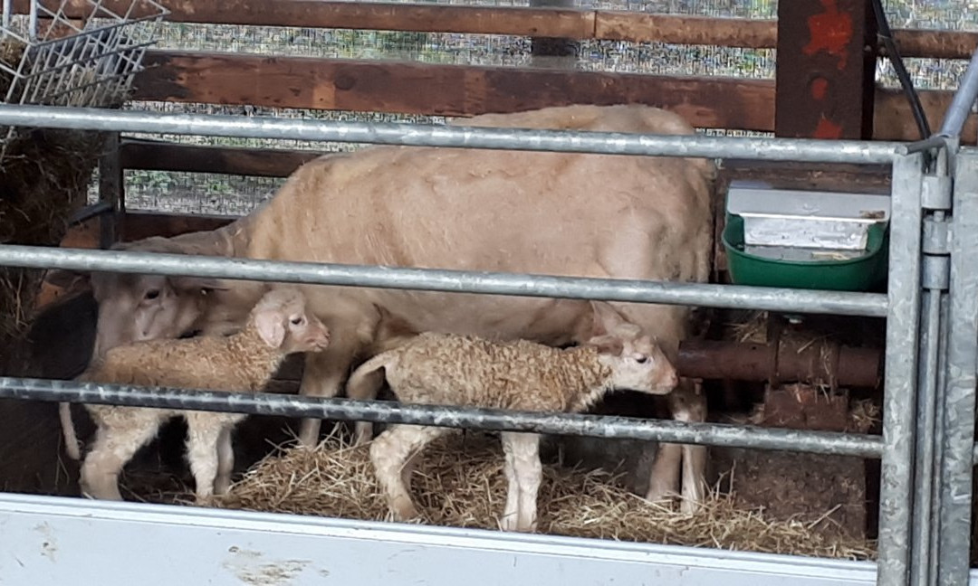 Kaasboerderij Wezenspyk景点图片