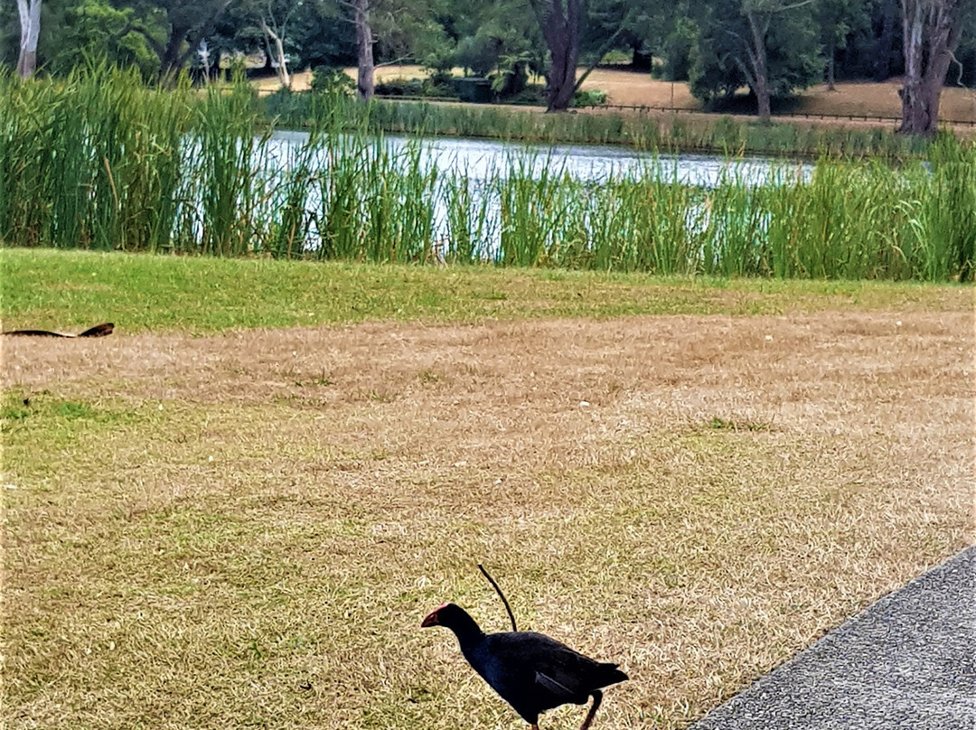 Hamilton Lake Domain-汉密尔顿必去景点